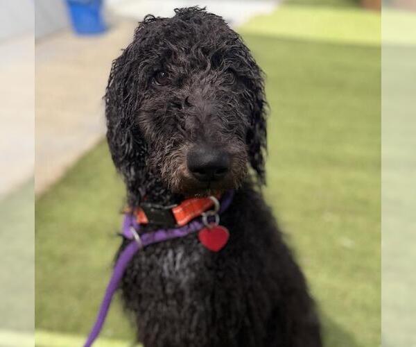 Medium Photo #1 Poodle (Standard) Puppy For Sale in San Diego, CA, USA