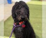 Heath - Male Poodle (Standard) Dog for Adoption - Small photo