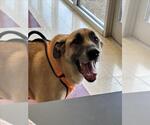 Small German Shepherd Dog Mix