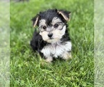 Small #3 Morkie