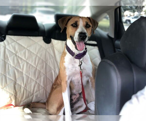 Medium Photo #2 Mutt Puppy For Sale in Ocala, FL, USA