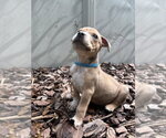 Small #3 Boxer Mix