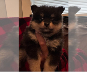 Pomeranian Dogs for adoption in CLEVELAND, OH, USA