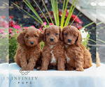 Small #1 Goldendoodle (Miniature)
