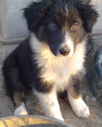 Australian Shepherd Puppy for sale in BEN WHEELER, TX, USA