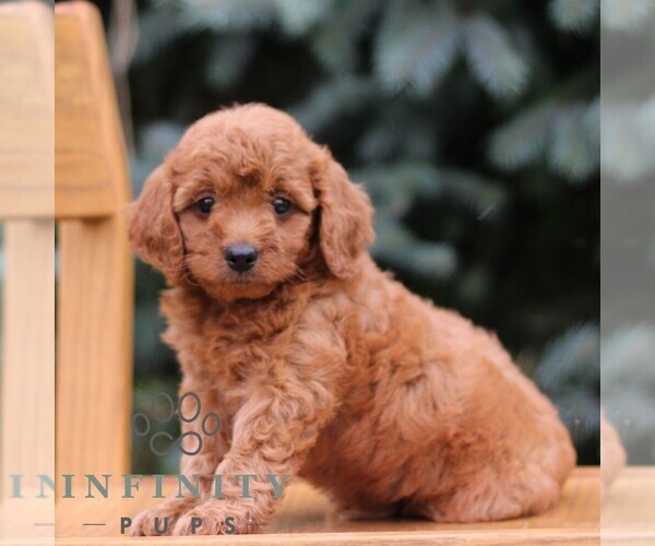 Medium Photo #3 Goldendoodle (Miniature) Puppy For Sale in EPHRATA, PA, USA