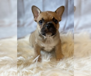 French Bulldog Puppy for Sale in BUFFALO VALLEY, Tennessee USA