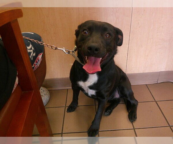 Medium Photo #1 Labrador Retriever-Unknown Mix Puppy For Sale in Ocala, FL, USA