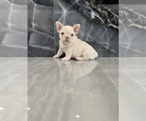 French Bulldog Puppy for sale in NORTH PORT, FL, USA