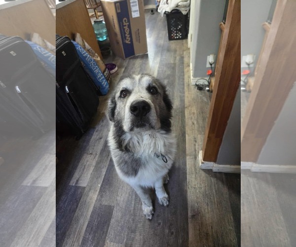 Medium Photo #1 Great Pyrenees Puppy For Sale in MIDWAY, UT, USA