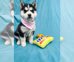 Puppy Pink Siberian Husky