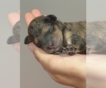 Small #7 Bernedoodle (Miniature)