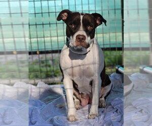 Mutt Dogs for adoption in Monte Vista, CO, USA