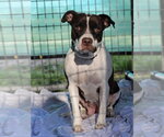 Phoebe - Female Mutt Dog for Adoption - Small photo
