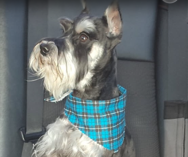 Medium Photo #1 Schnauzer (Miniature) Puppy For Sale in PLATTE CITY, MO, USA