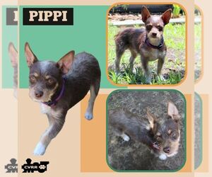 Miniature Pinscher Dogs for adoption in Lindsay, CA, USA