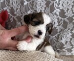 Small #1 Cavachon-Shih Tzu Mix
