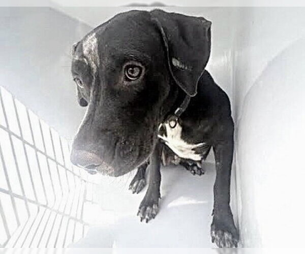 Medium Photo #1 Mutt Puppy For Sale in Houston, TX, USA