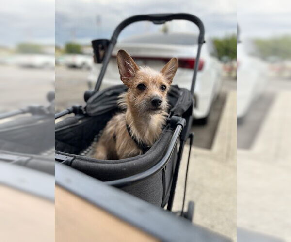 Medium Photo #1 Chihuahua-Unknown Mix Puppy For Sale in Visalia, CA, USA
