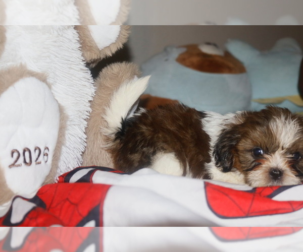 Medium Photo #2 Shih Tzu Puppy For Sale in FREMONT, CA, USA