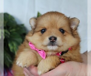 Pomeranian Puppy for sale in ROCK STREAM, NY, USA