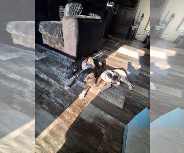 Medium Photo #1 American Bully-Pit Puppy For Sale in CLEVELAND, OH, USA