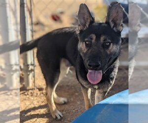 Sarge - - Male Australian Kelpie-German Shepherd Dog Mix Dog for Adoption - Photo #7