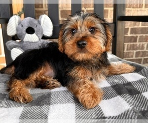 Yorkshire Terrier Puppy for sale in INDIANAPOLIS, IN, USA