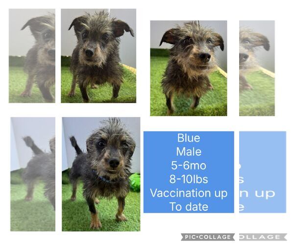 Medium Photo #1 Shih Tzu-Unknown Mix Puppy For Sale in Virginia Beach, VA, USA