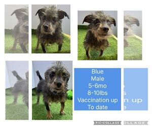 Shih Tzu-Unknown Mix Dogs for adoption in Virginia Beach, VA, USA