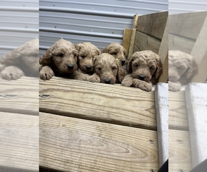 Goldendoodle Puppy for Sale in KIMMELL, Indiana USA