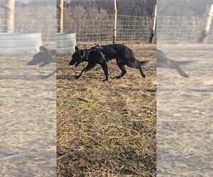 German Shepherd Dog Puppy for sale in RACINE, OH, USA