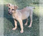 Small #2 Australian Shepherd Mix