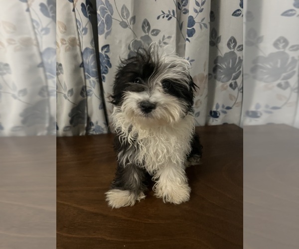 Medium Photo #20 Havanese Puppy For Sale in DURHAM, CT, USA