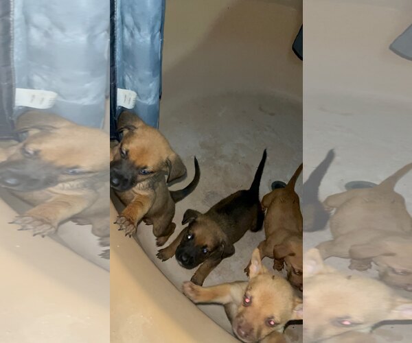 Medium Photo #4 American Staffordshire Terrier-Unknown Mix Puppy For Sale in columbia, SC, USA