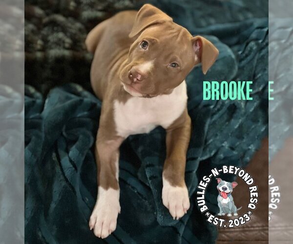 Medium Photo #11 American Staffordshire Terrier-Unknown Mix Puppy For Sale in Omaha, NE, USA