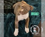Small #10 American Staffordshire Terrier Mix