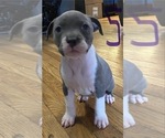 Puppy Puppy 5 American Pit Bull Terrier