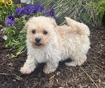 Small #2 Bichpoo