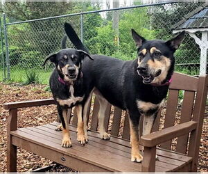 Mutt Dogs for adoption in Bloomingdale, NJ, USA