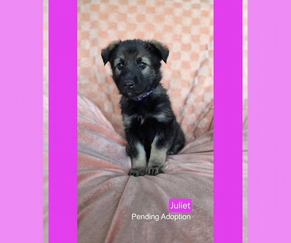 Medium Photo #3 American Pit Bull Terrier-Unknown Mix Puppy For Sale in Duluth, MN, USA
