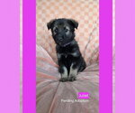 Small #2 American Pit Bull Terrier Mix