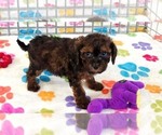 Rudy - Male Cavapoo (Miniature)-Poodle (Toy) Mix Puppy for Sale - Photo #4