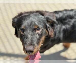 Border Collie-Unknown Mix Dogs for adoption in Tulsa, OK, USA