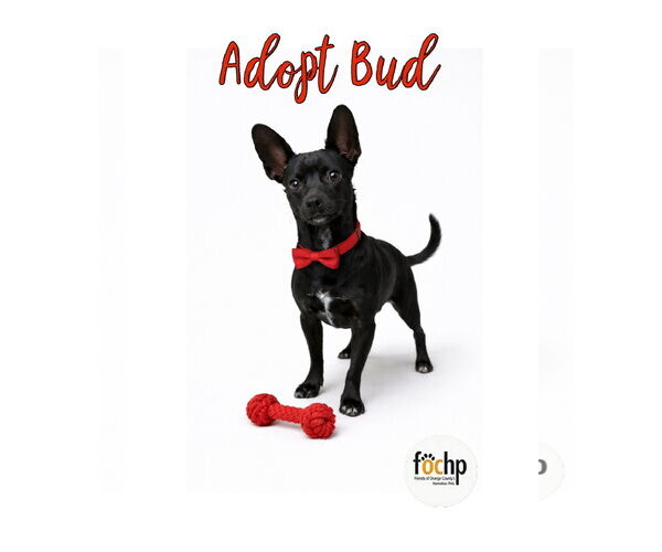 Medium Photo #2 Chihuahua Puppy For Sale in Menifee, CA, USA