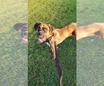 Small Boxer Mix