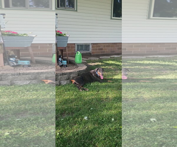 Medium Photo #14 Doberman Pinscher Puppy For Sale in Buffalo, MN, USA