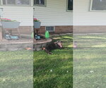 Small #13 Doberman Pinscher