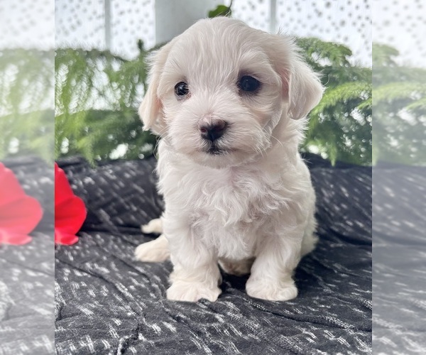Medium Photo #6 Maltese Puppy For Sale in ROCK STREAM, NY, USA