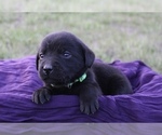 Puppy Lexy Labrador Retriever